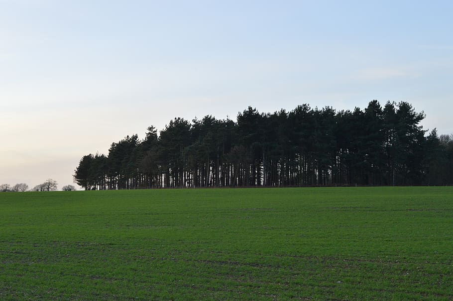 trees, forest, countryside, fields, green, plant, sky, grass HD wallpaper
