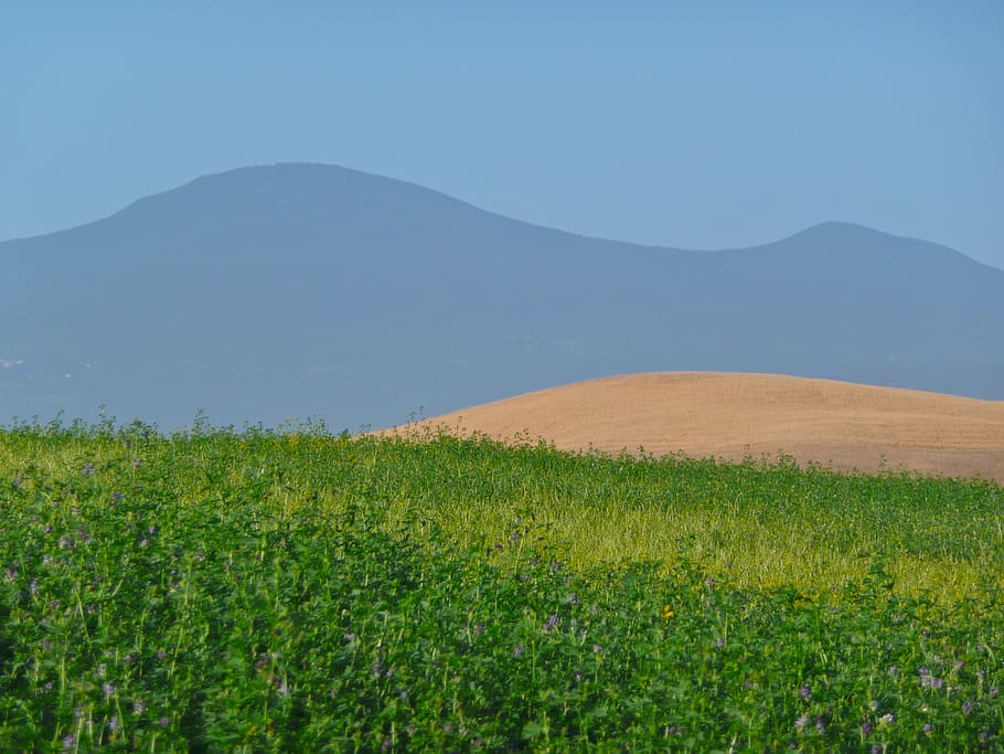italy, pienza, plant, tranquil scene, beauty in nature, landscape HD wallpaper