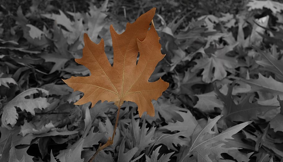 leaves, forest, tree, autumn, seasonal, nature, leaf, plant part HD wallpaper