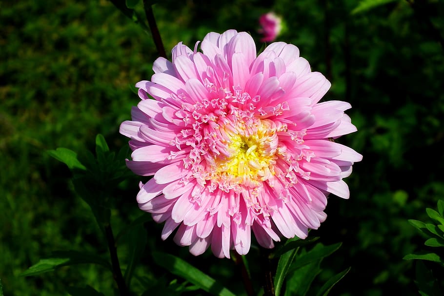 flower, aster, garden, pink, summer, nature, the petals, closeup HD wallpaper