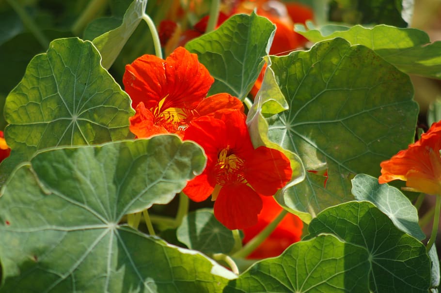 Page 2 | nasturtium 1080P, 2K, 4K, 5K HD wallpapers free download