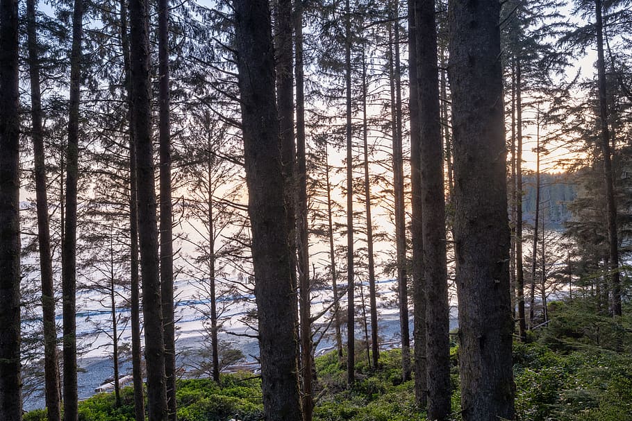 plant, tree, tree trunk, conifer, canada, sooke, china beach HD wallpaper
