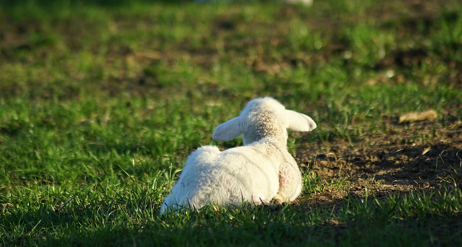 lamb, meadow, easter, passover, grass, schäfchen, spring, cute HD wallpaper