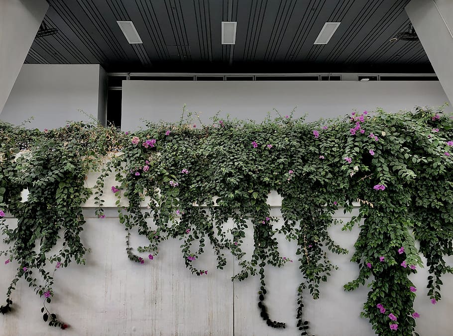 green plants, growth, flower, flowering plant, architecture, built structure HD wallpaper