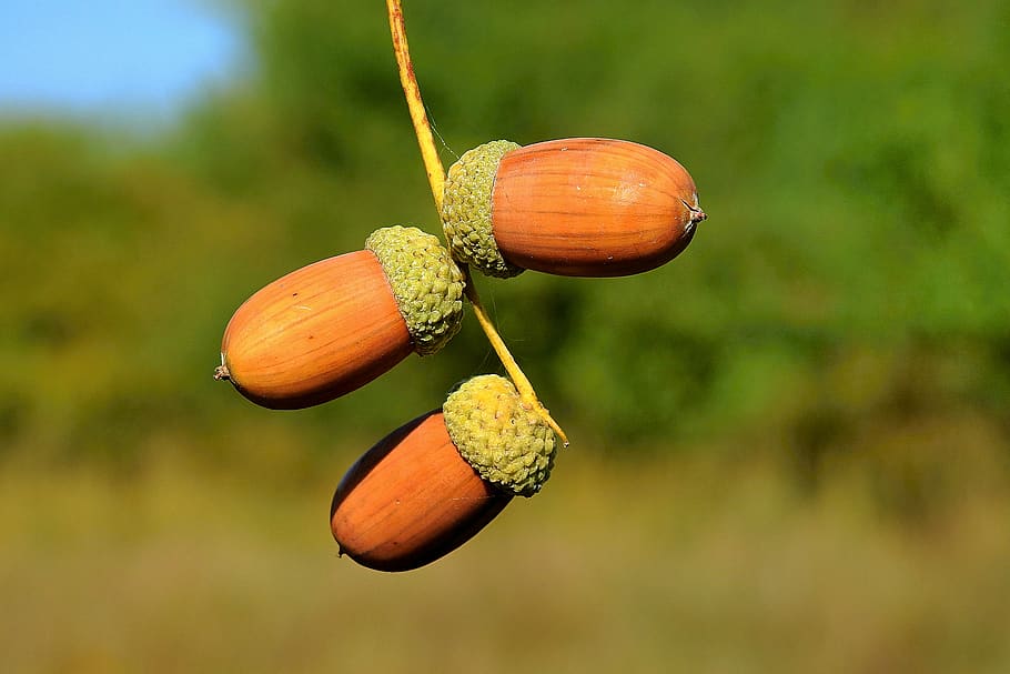 acorns, end of the summer, nature, food and drink, focus on foreground, HD wallpaper