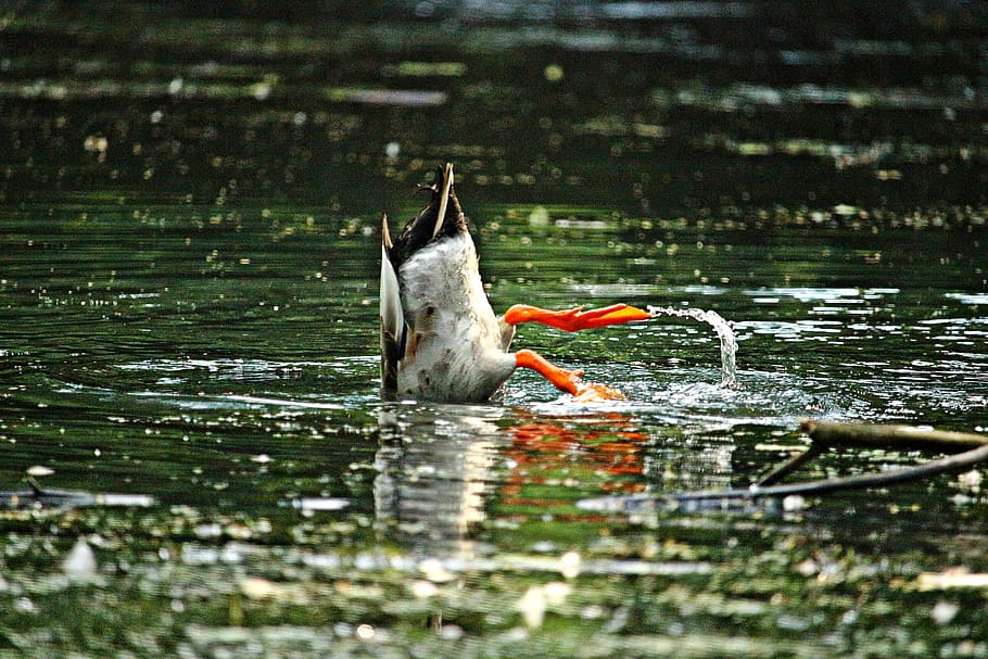 duck, bird, running duck, pond, water, nature, animal, animal world HD wallpaper
