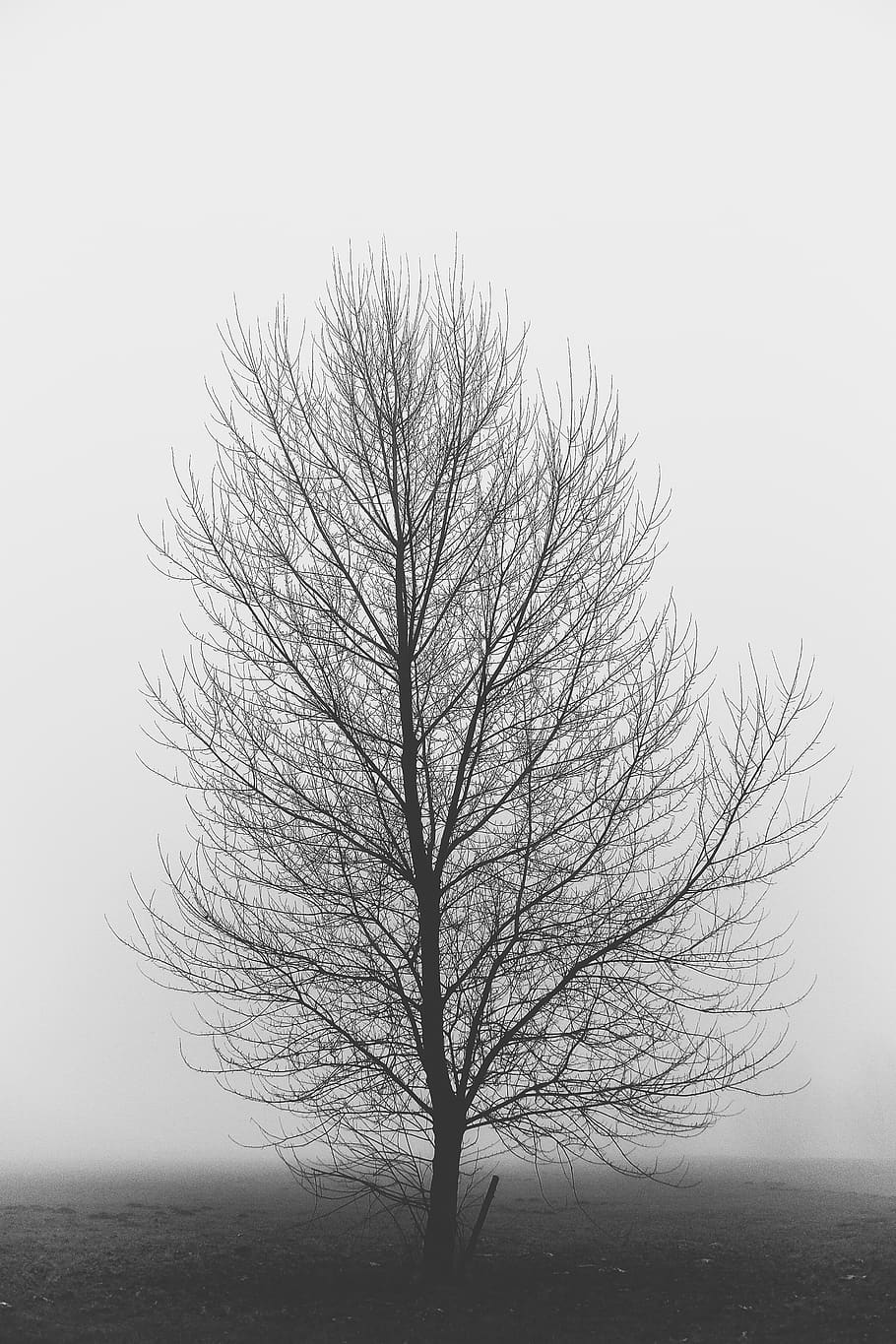 HD wallpaper: tree, life of tree, foggy, monochrome, black and white,  nature | Wallpaper Flare