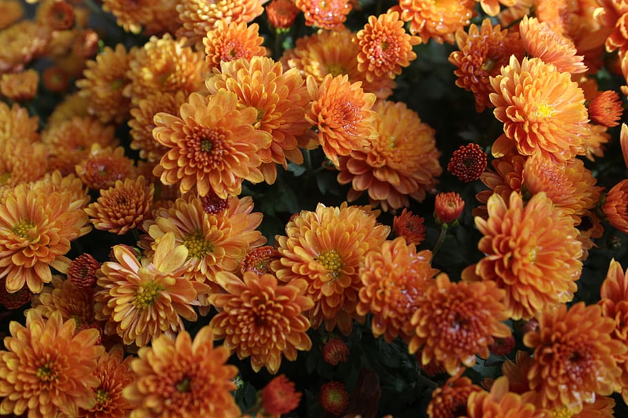 flowers, orange, bloom, nature, summer, yellow, colorful, garden HD wallpaper