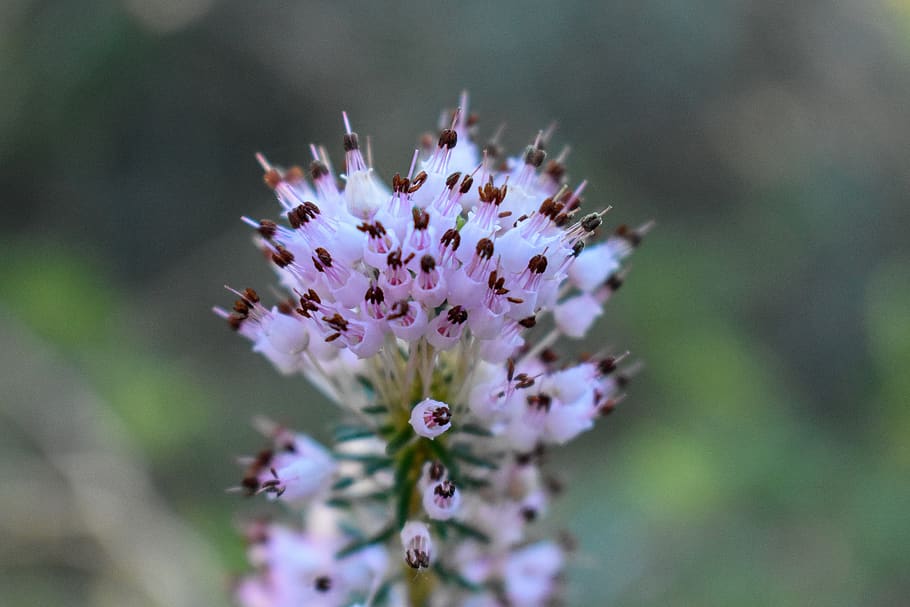 formentera, flower, flowers, rosemary, forest, balearic islands, HD wallpaper