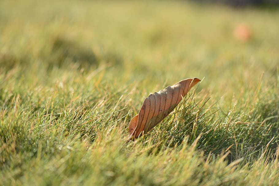 leaf, sunlight, sunshine, summer, grass, nature, outdoors, yard HD wallpaper