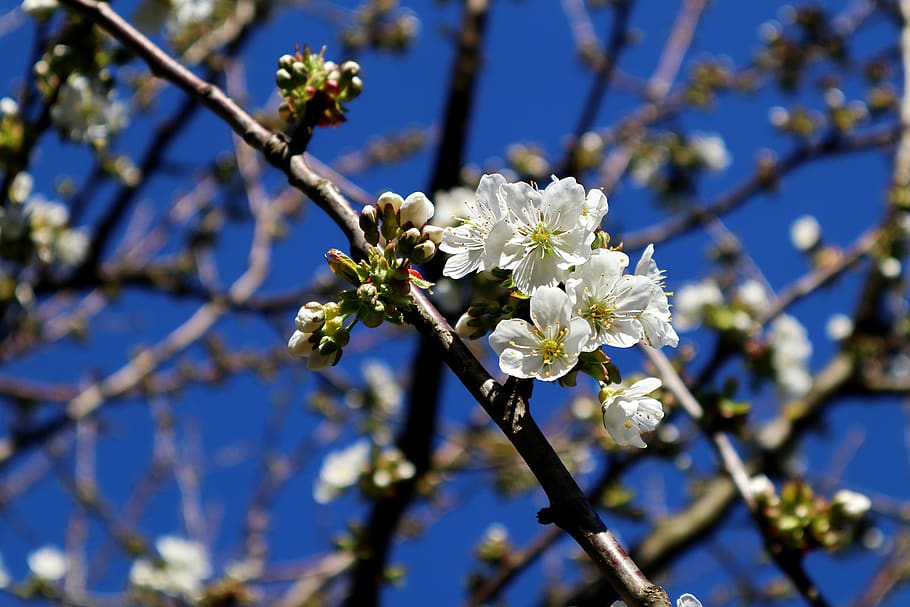 apple tree flowers, branch, aesthetic, apple blossom, spring, HD wallpaper