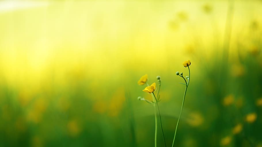 nature, grass, summer, field, growth, flowers, green, meadow HD wallpaper