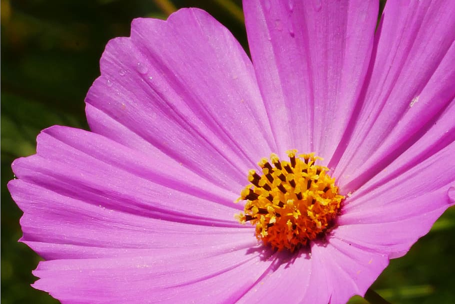 Closeup of Pink Cosmos Flower, cosmos plant, pink flowers, pictures of flowers, HD wallpaper