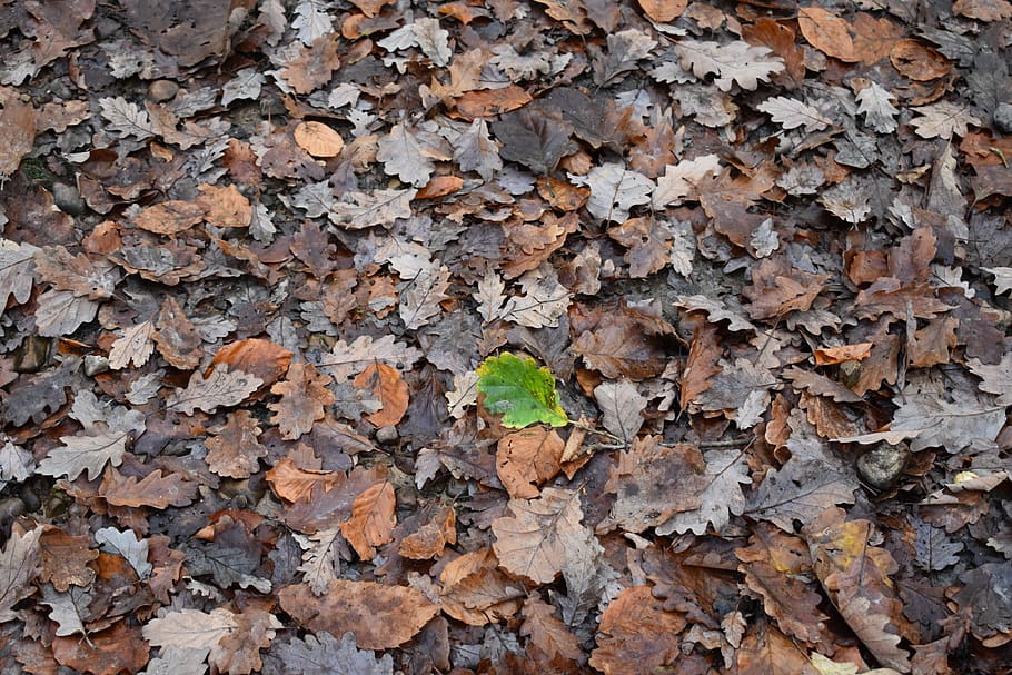 leaves, fall, leaf, nature, colorful, mood, season, plant part HD wallpaper