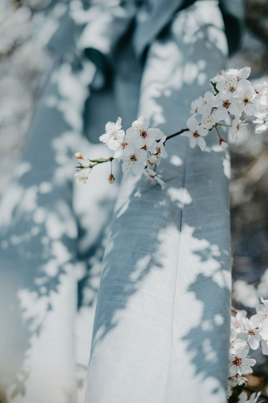 white petaled flowers, plant, flowering plant, fragility, beauty in nature HD wallpaper
