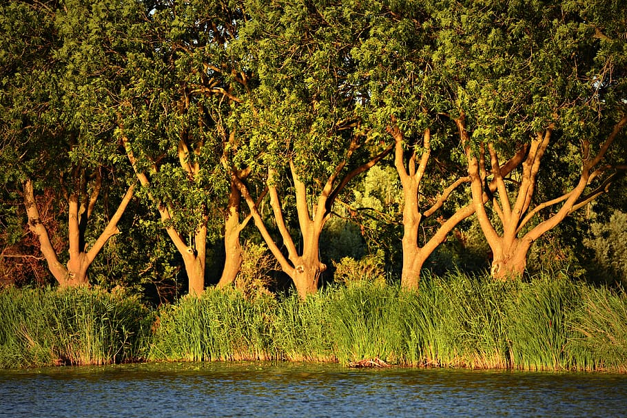 old tree, gnarled, branch, trunks, wood, river, rushes, landscape HD wallpaper