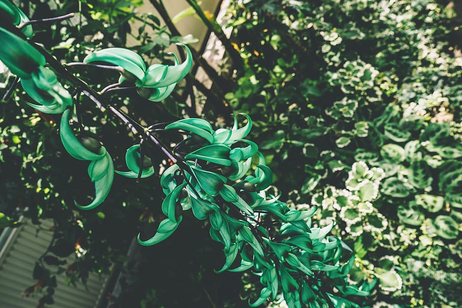 green color, plant, growth, leaf, plant part, nature, day, no people HD wallpaper