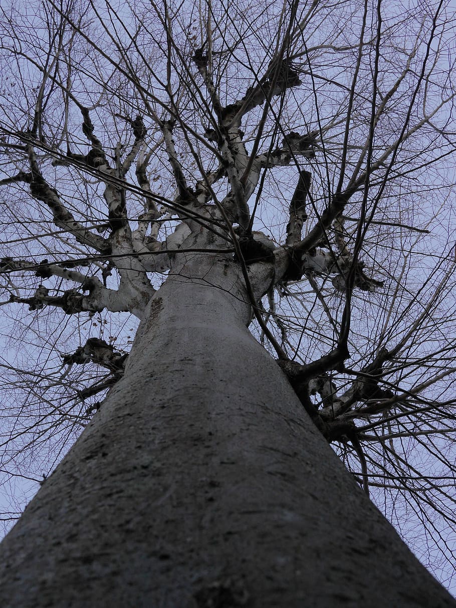 nature, tree, bare tree, low angle view, tree trunk, branch HD wallpaper