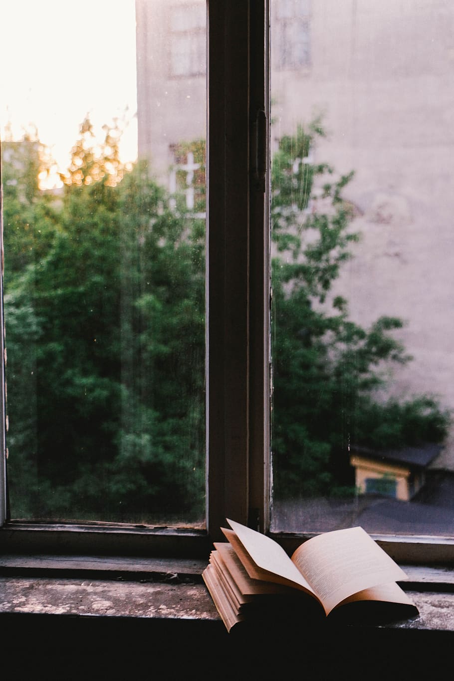 window, glass, shield, book, read, tree, plant, open, glass - material HD wallpaper