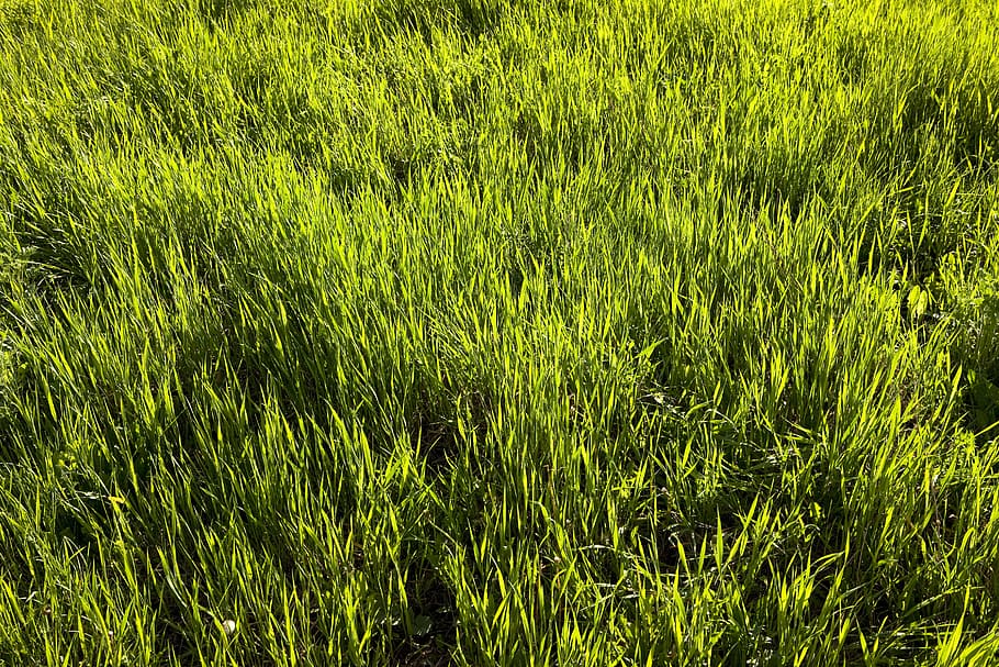 con2011, background, field, fresh, garden, grass, green, growth HD wallpaper