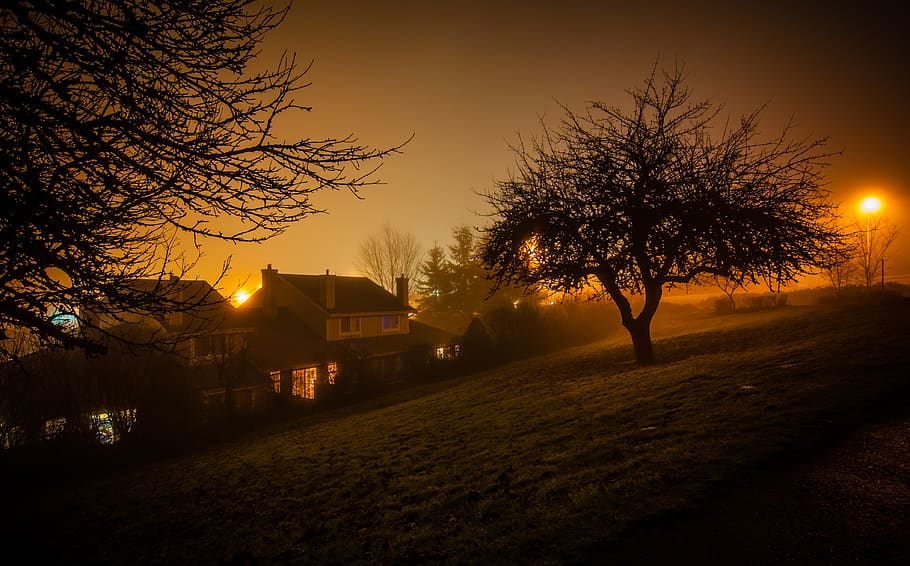 trees, environment, lights, lamps, night, dark, evening, climate HD wallpaper