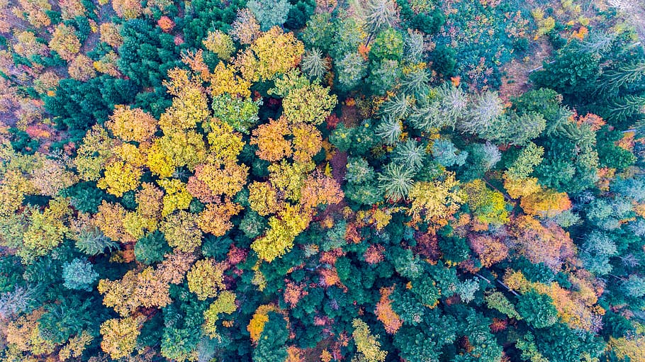 assorted-color trees, plant, vegetation, bush, switzerland, schnottwil HD wallpaper