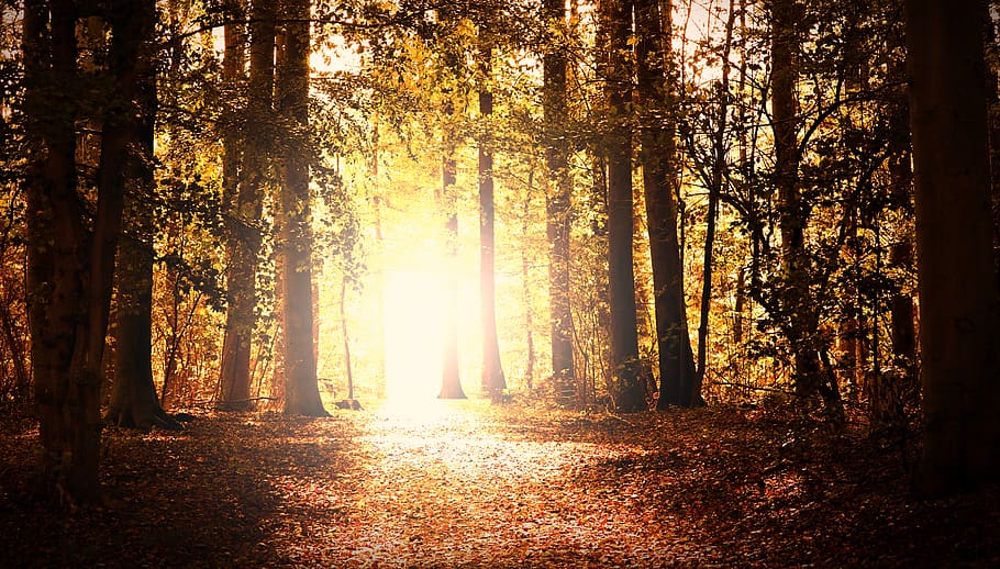 forest, light, mood, nature, trees, autumn, away, path, sunlight HD wallpaper