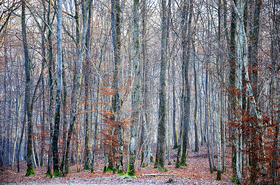forest, winter, nature, trees, landscape, scenic, scenery, plant HD wallpaper