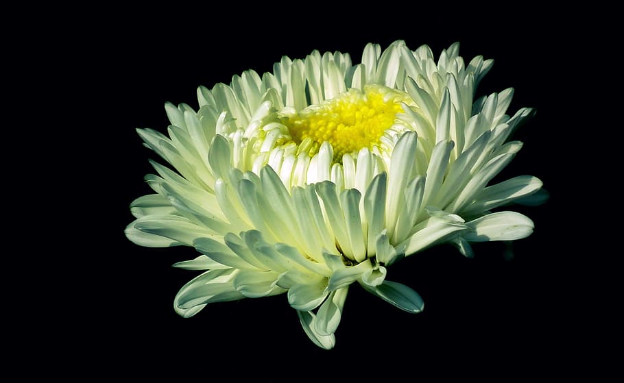 aster, flower, white, nature, summer, garden, the petals, macro HD wallpaper