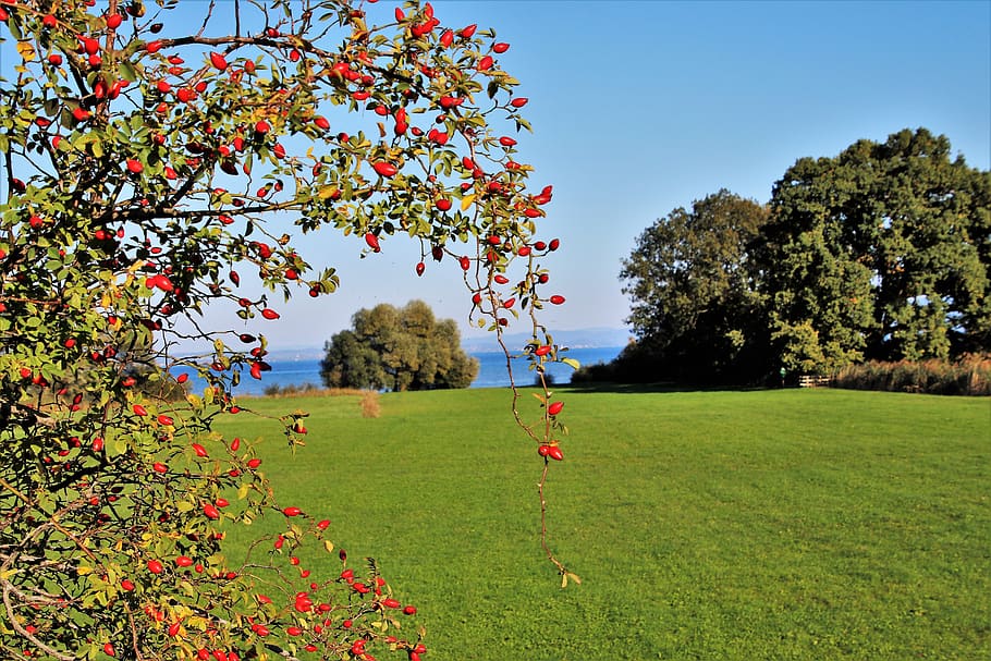rose, wild, fruit, view, plant, lake, the prospect of, red HD wallpaper