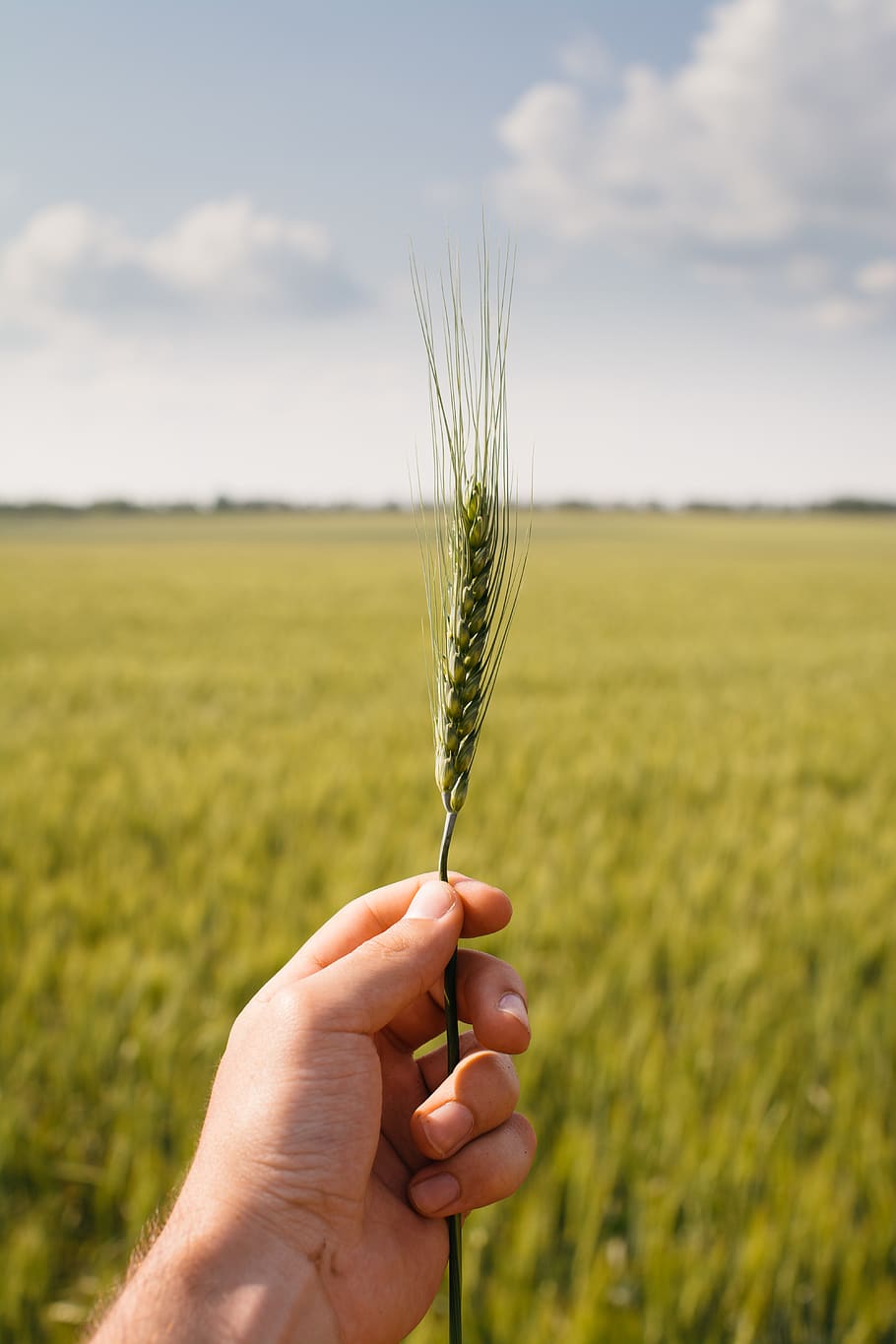ukraine, melitopol', corn, bread, food, hand, nature, plants HD wallpaper