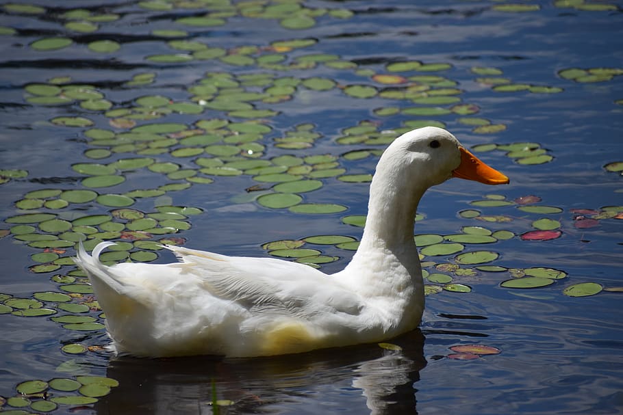water, pool, lake, bird, duck, reflection, wildlife, animal HD wallpaper