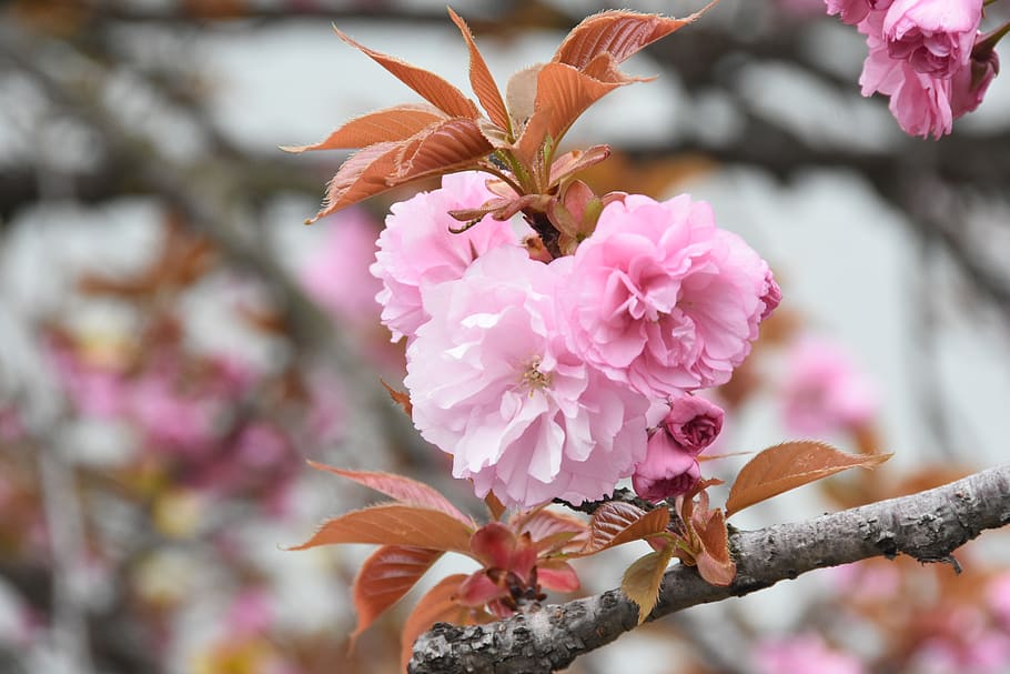pink, flowers, spring, soft, beoc flowers, wildflower, flowering plant HD wallpaper