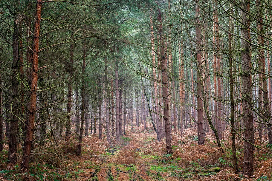 pine trees, forest, land, plant, tranquility, woodland, trunk HD wallpaper