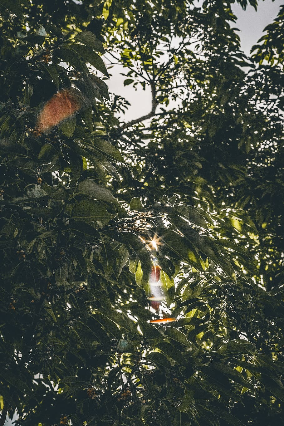 Green Leaves, branches, plant, tree, growth, nature, no people HD wallpaper