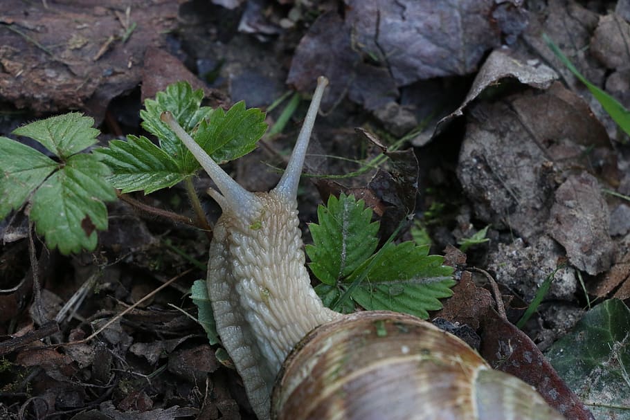 macro, prato, grass, earth, field, garden, snail, snails, nature HD wallpaper