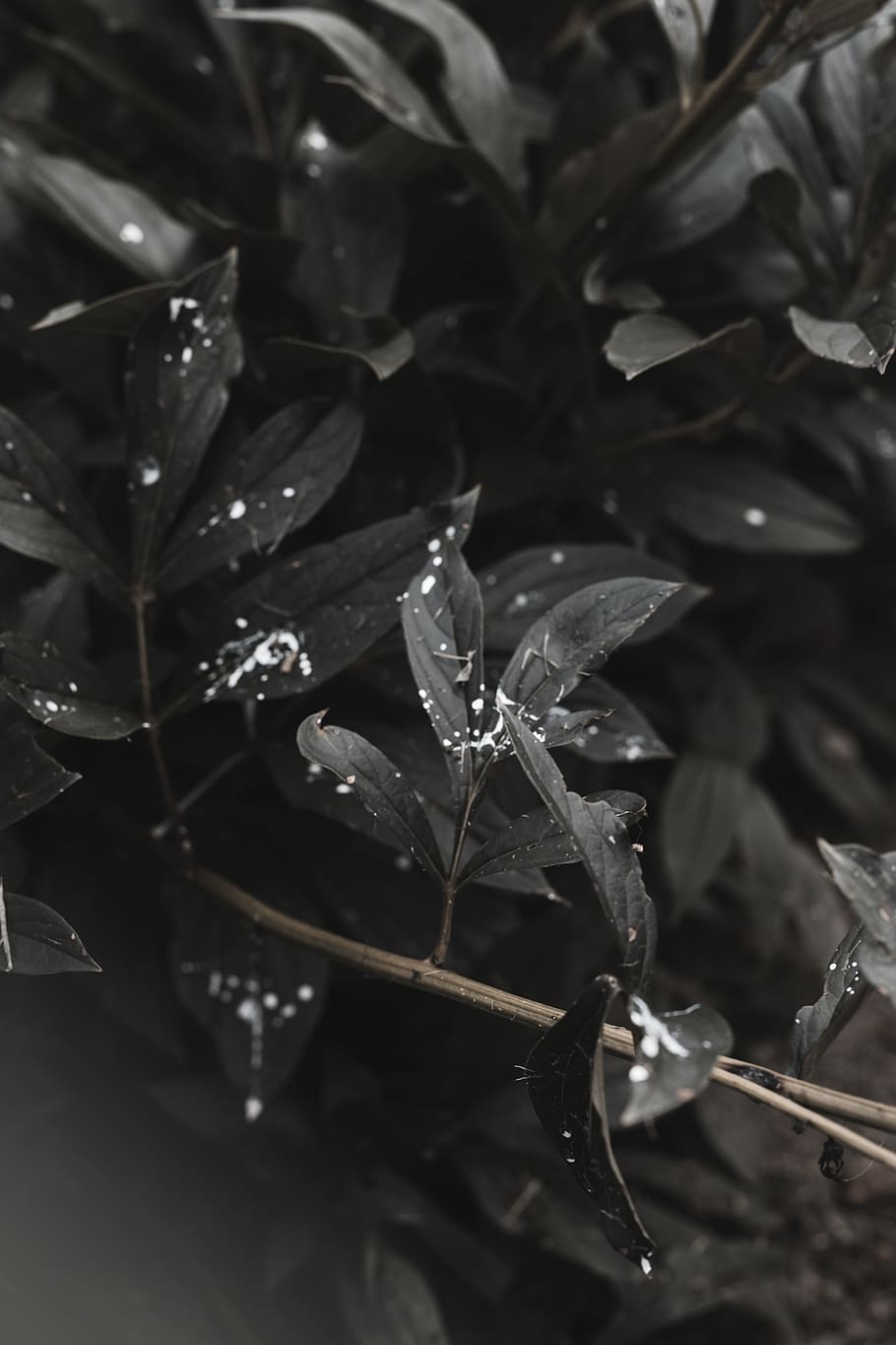 Grey leaves