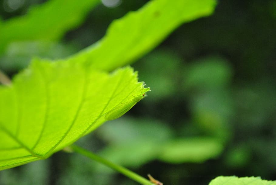 nature, forest, green, leaf, plant part, green color, close-up HD wallpaper