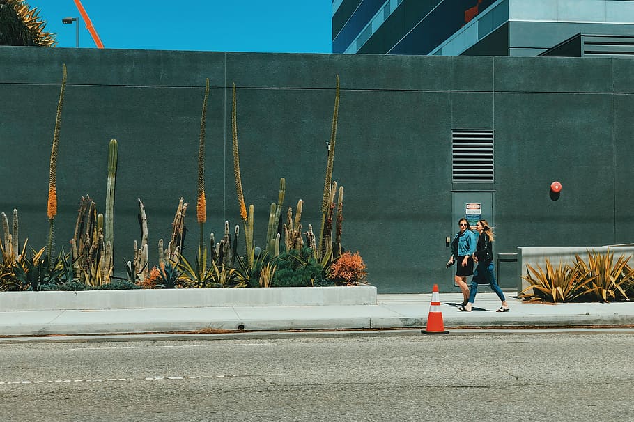two woman walking on sidewalk during daytime, person, human, plant