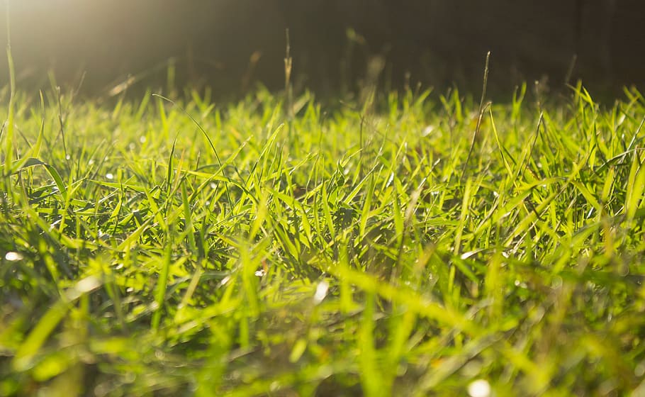 grass, green, selective focus, green color, plant, field, land HD wallpaper
