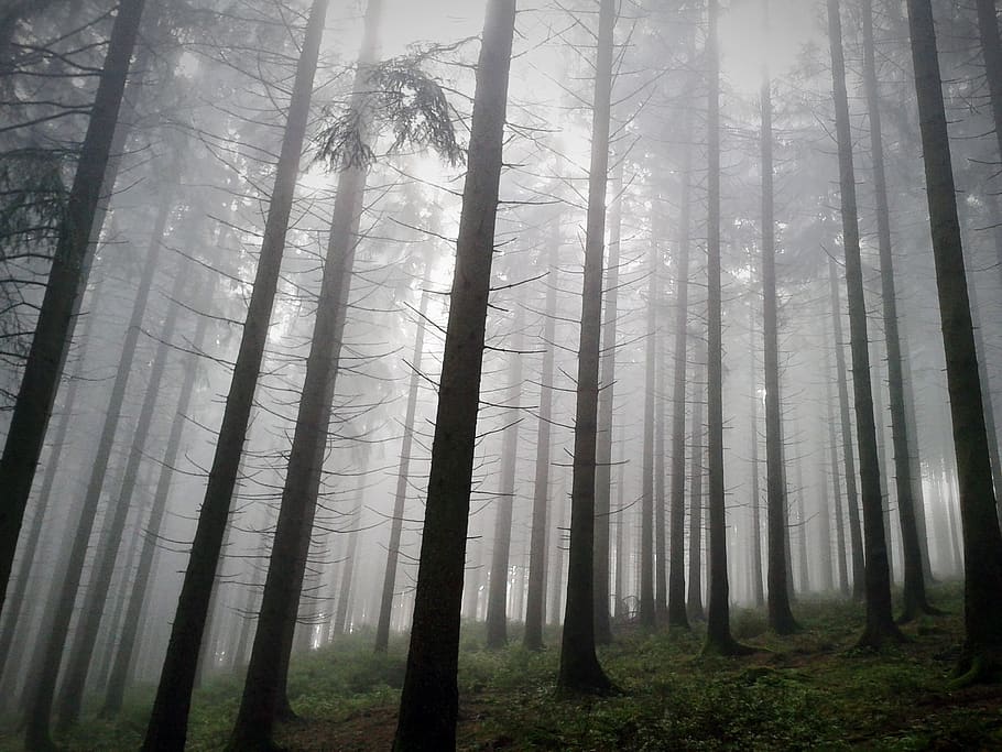 fog, dark, nature, forest, tree, plant, land, woodland, trunk HD wallpaper