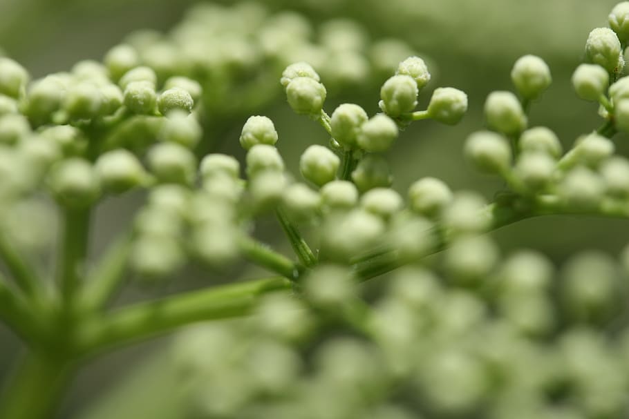 green, flower, natural, growth, green color, beauty in nature HD wallpaper