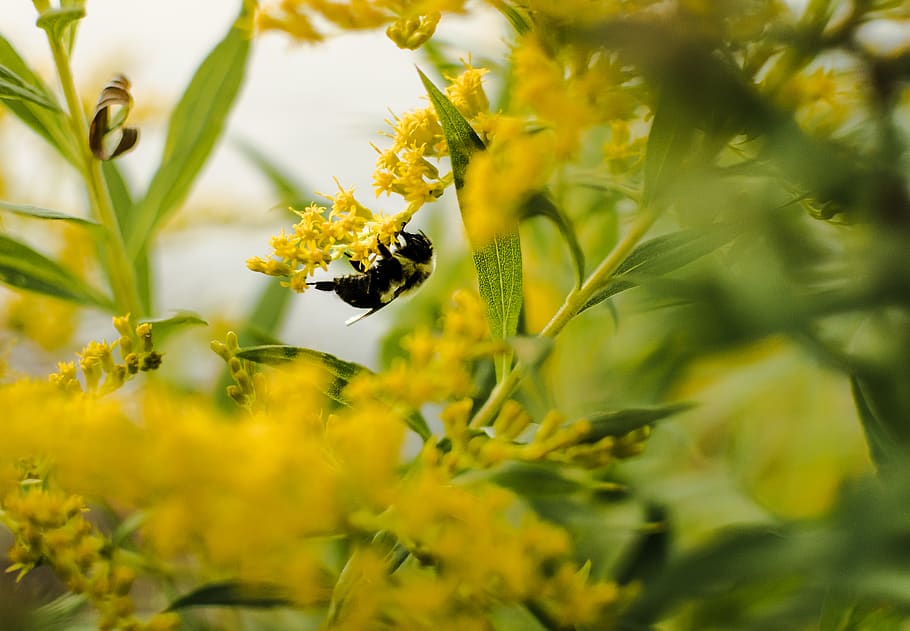 bee perching on yellow flower, insect, animal, invertebrate, apidae HD wallpaper