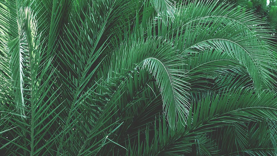 Green Plants, palm, palm tree, growth, green color, leaf, plant part HD wallpaper