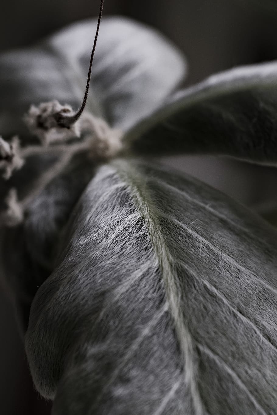 green plant, invertebrate, insect, animal, butterfly, bird, moth HD wallpaper