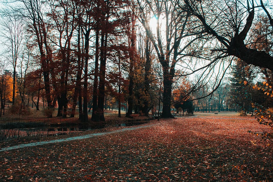 romania, leafs, rays, sunny, colors, autumn, fall, nature, forest HD wallpaper