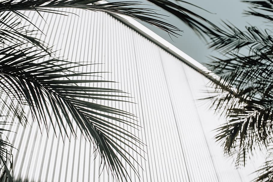 white corrugated sheet, palm tree, tropical climate, palm leaf HD wallpaper