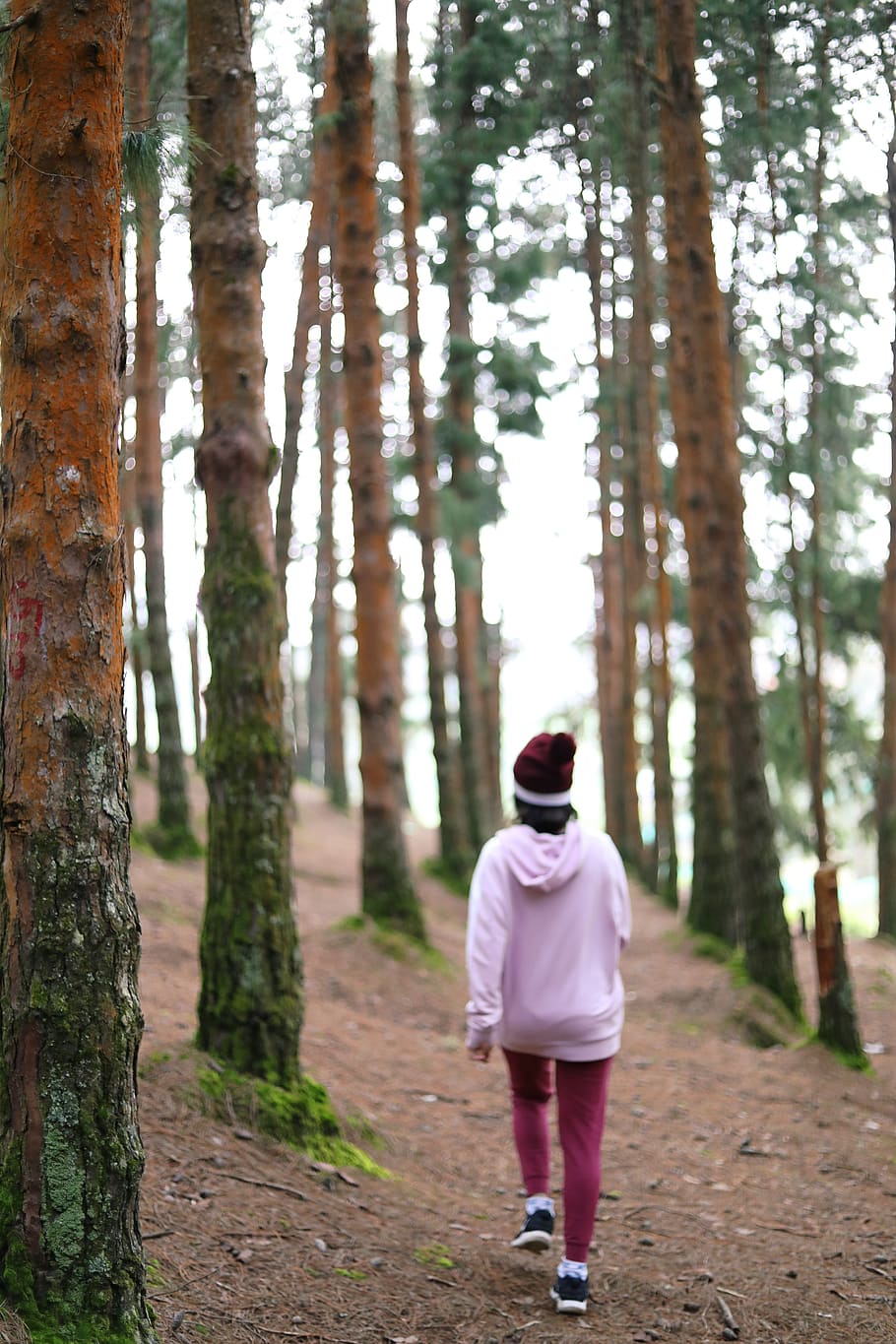 forest, girl, alone, trees, land, rear view, plant, full length HD wallpaper