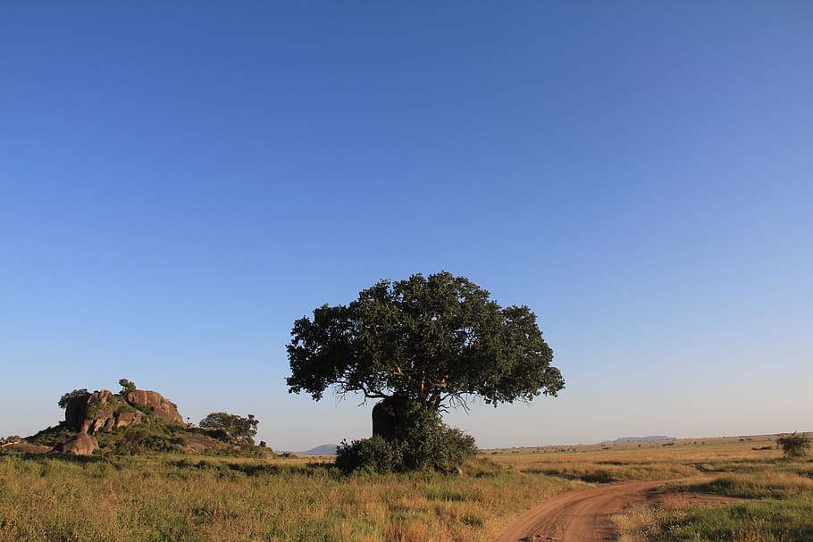 landscape, tree, nature, still, safari, vacations, travel, rest HD wallpaper