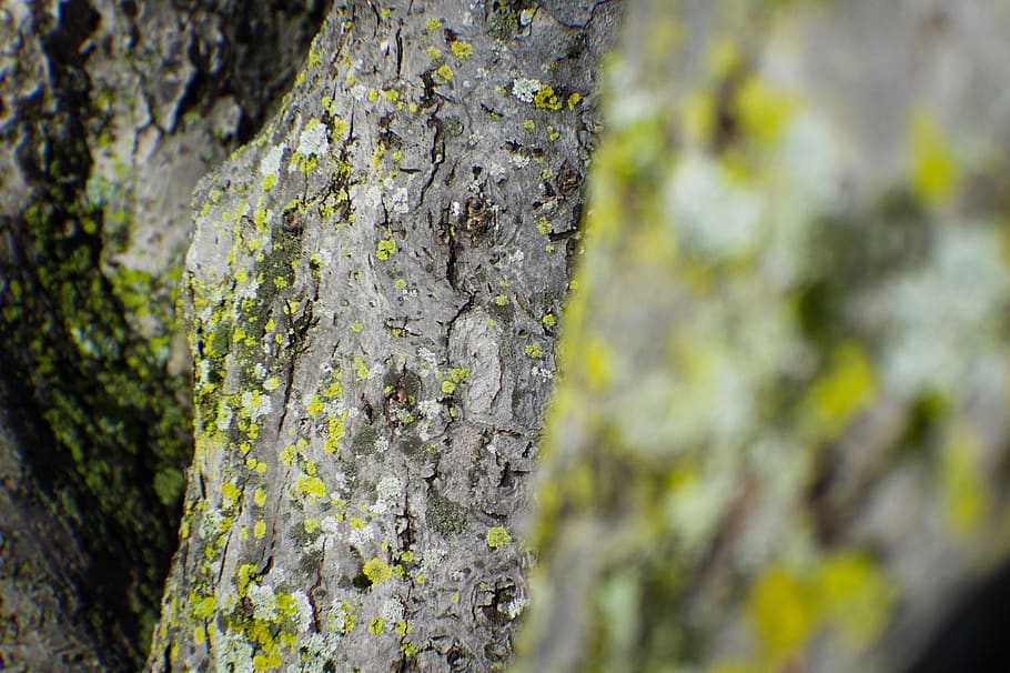 bark, tree, forest, wood, trees, trunk, texture, green, branches HD wallpaper